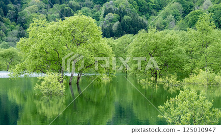 白川湖被淹沒的森林 125010947