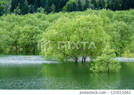 Submerged forest of Shirakawa lake 125011062