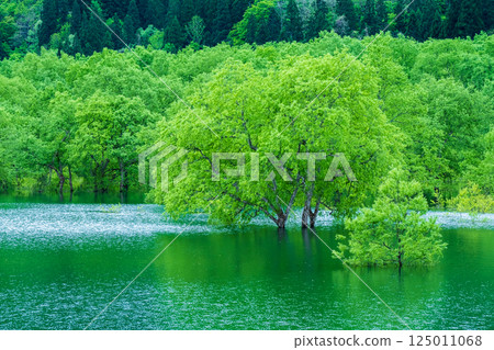 Submerged forest of Shirakawa lake Submerged forest of Shirakawa lake 125011068