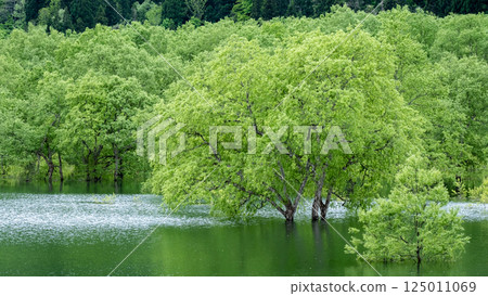 Submerged forest of Shirakawa lake Submerged forest of Shirakawa lake 125011069