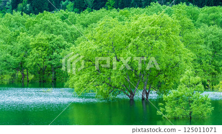 Submerged forest of Shirakawa lake 125011071