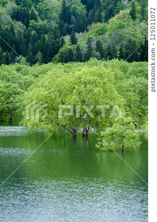 Submerged forest of Shirakawa lake 125011072
