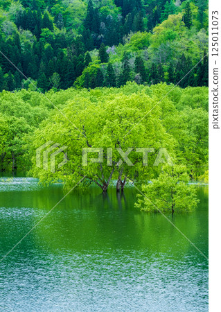 Submerged forest of Shirakawa lake 125011073