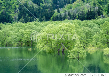 白川湖被淹沒的森林 125011075
