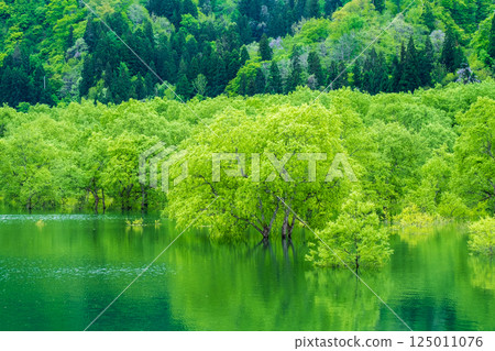 白川湖被淹沒的森林 125011076