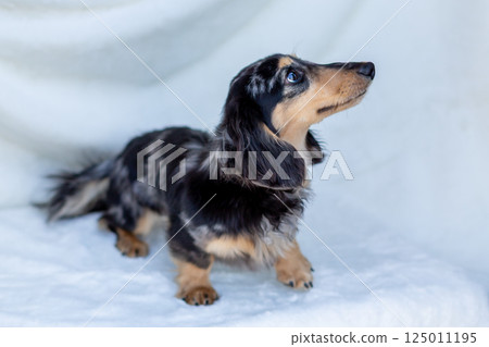 卡寧金臘腸犬成年犬 卡寧金臘腸犬成年犬 125011195