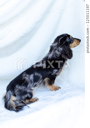 Kaninchen Dachshund Adult Dog 125011197