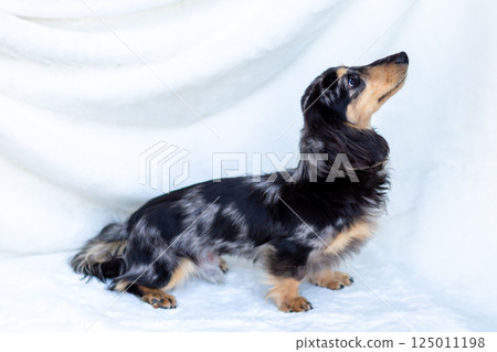 卡寧金臘腸犬成年犬 卡寧金臘腸犬成年犬 125011198
