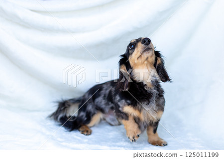 卡寧金臘腸犬成年犬 125011199
