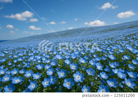 尼莫菲拉山 尼莫菲拉山 125011200