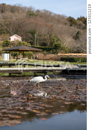 大白鷺在濕池塘裡覓食 125011219