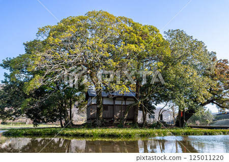 嚴島濕地公園：晴天的嚴島神社（神奈川縣中井町） 125011220