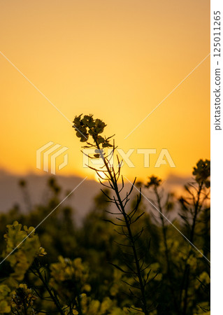 Rape blossoms blooming in a rapeseed field at dusk 125011265