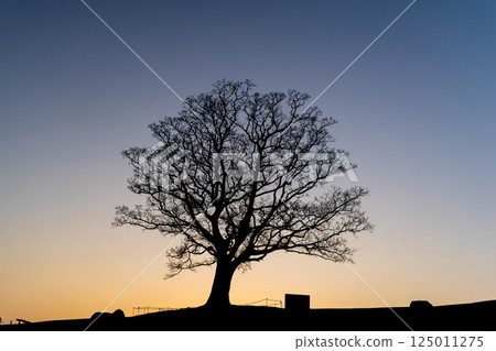 Evening view of a park with trees Evening view of a park with trees 125011275