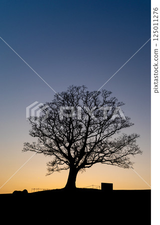 Evening view of a park with trees Evening view of a park with trees 125011276