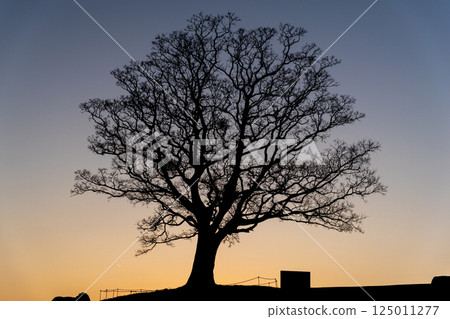 Evening view of a park with trees 125011277