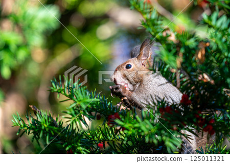 A Hokkaido squirrel about to eat a yew berry A Hokkaido squirrel about to eat a yew berry 125011321