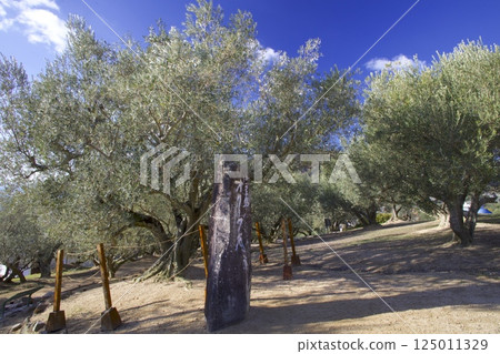 Shodoshima Olive Park and Olive Trees 125011329