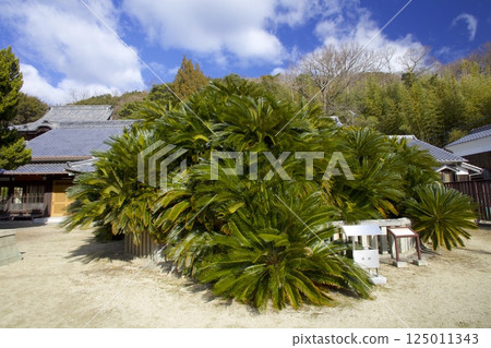 Shodoshima's Seiganji Temple Cycad / Over 1,000 years old / Nationally designated natural monument 125011343