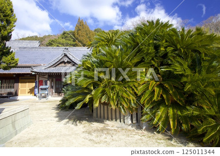 小豆島青巖寺蘇鐵樹 / 樹齡超過1000年 / 國家指定天然紀念物 125011344