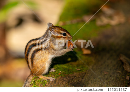 Ezo chipmunk eating acorns Ezo chipmunk eating acorns 125011387