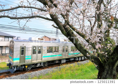 Chichibu Railway "Train running near a bank of freshly blooming cherry blossoms" 125011391
