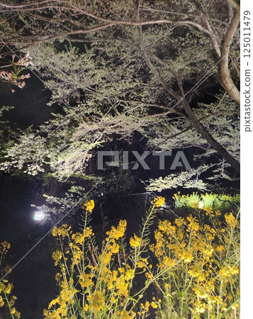 Illumination of Usuzumi Sakura in Minoge, Hadano City, Kanagawa Prefecture 125011479