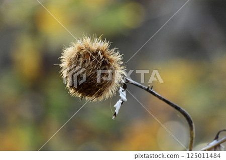 Autumnal Oyamabokuchi Autumnal Oyamabokuchi 125011484
