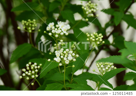 日本木瓜開始開花 125011485