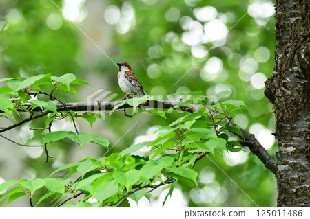 一隻新年麻雀在長滿新綠葉的櫻花樹上休息 125011486
