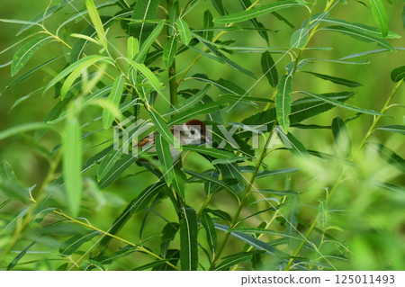 麻雀躲在灌木叢裡 125011493
