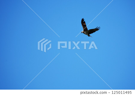 魚鷹在天空中搜尋獵物 魚鷹在天空中搜尋獵物 125011495