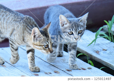 流浪貓兄弟 流浪貓兄弟 125011497