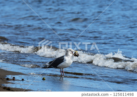 一隻海鷗抱著一個大貝殼 一隻海鷗抱著一個大貝殼 125011498