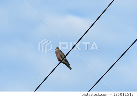 秋斑鳩棲息在電線上 125011512