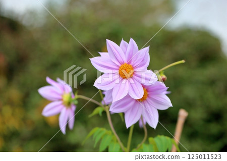 Refreshing Dahlia Flowers 125011523