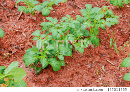 Healthy potato plants are sprouting in nutrient rich soil on local farm 125011565
