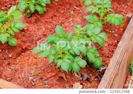 Lush potato plants thrive vibrant red soil of an outdoor garden, showcasing new growth in early spring. 125011566