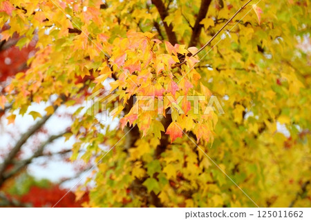 Colored maple leaves 125011662