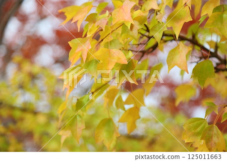 Colored maple leaves Colored maple leaves 125011663