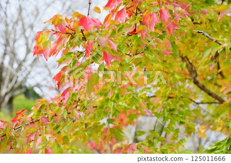 Colored maple leaves Colored maple leaves 125011666