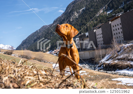 A Vizsla dog stands mid motion on a grassy, snowy embankment near a stream. Mountains, evergreen trees, and modern buildings are visible under a bright blue sky. A Vizsla dog stands mid motion on a grassy, snowy embankment near a stream. Mountains, evergreen trees, and modern buildings are visible under a bright blue sky. 125011962