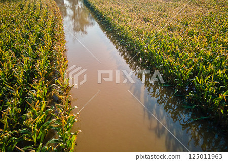 Flooded cornfield with corn plants partially submerged in muddy water on farmland after heavy rain Flooded cornfield with corn plants partially submerged in muddy water on farmland after heavy rain 125011963
