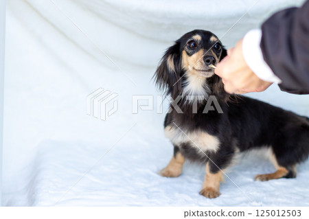 Kaninchen Dachshund Adult Dog Kaninchen Dachshund Adult Dog 125012503