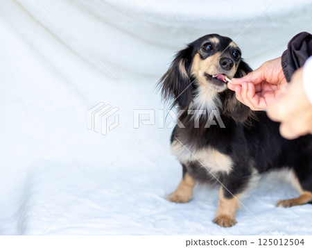 Kaninchen Dachshund Adult Dog 125012504