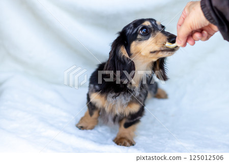 Kaninchen Dachshund Adult Dog 125012506