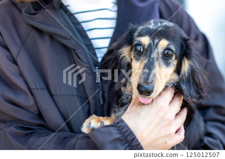 卡寧金臘腸犬成年犬 125012507