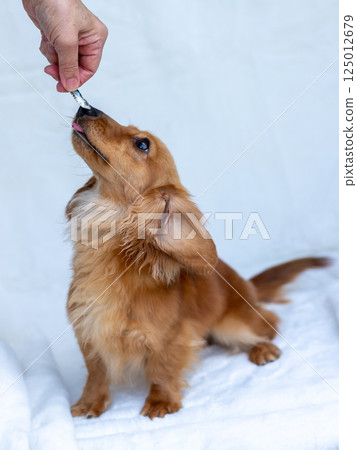 Kaninchen Dachshund Adult Dog 125012679