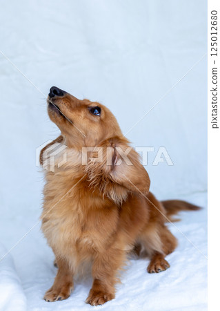 Kaninchen Dachshund Adult Dog 125012680