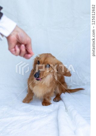 Kaninchen Dachshund Adult Dog 125012682
